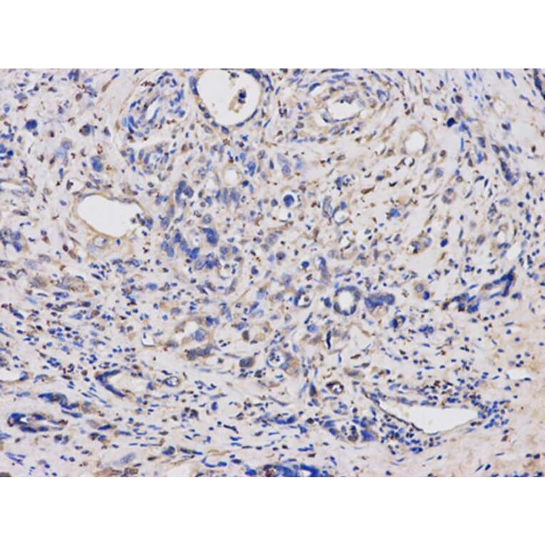 Immunohistochemistry - TYMP Antibody from Signalway Antibody (32154) - Antibodies.com