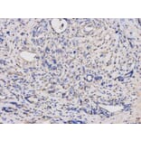 Immunohistochemistry - TYMP Antibody from Signalway Antibody (32154) - Antibodies.com