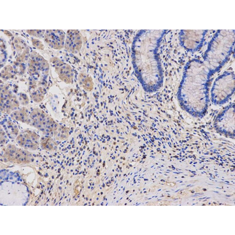 Immunohistochemistry - TYMP Antibody from Signalway Antibody (32154) - Antibodies.com