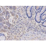 Immunohistochemistry - TYMP Antibody from Signalway Antibody (32154) - Antibodies.com