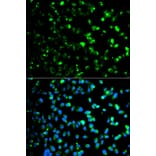 Immunofluorescence - TYMP Antibody from Signalway Antibody (32154) - Antibodies.com
