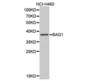 Western blot - BAG1 Antibody from Signalway Antibody (32161) - Antibodies.com