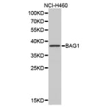 Western blot - BAG1 Antibody from Signalway Antibody (32161) - Antibodies.com