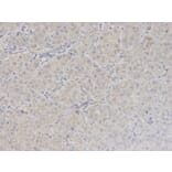 Immunohistochemistry - BAG1 Antibody from Signalway Antibody (32161) - Antibodies.com