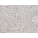 Immunohistochemistry - BAG1 Antibody from Signalway Antibody (32161) - Antibodies.com