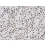 Immunohistochemistry - BAG1 Antibody from Signalway Antibody (32161) - Antibodies.com