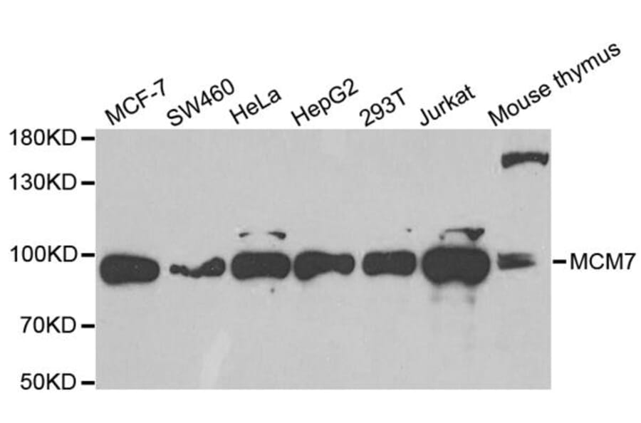 Western blot - MCM7 Antibody from Signalway Antibody (32176) - Antibodies.com