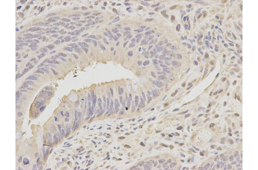 Immunohistochemistry - MCM7 Antibody from Signalway Antibody (32176) - Antibodies.com