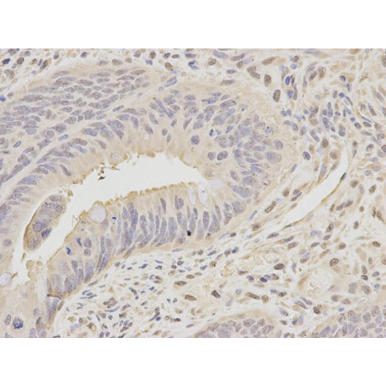 Immunohistochemistry - MCM7 Antibody from Signalway Antibody (32176) - Antibodies.com