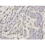 Immunohistochemistry - MCM7 Antibody from Signalway Antibody (32176) - Antibodies.com