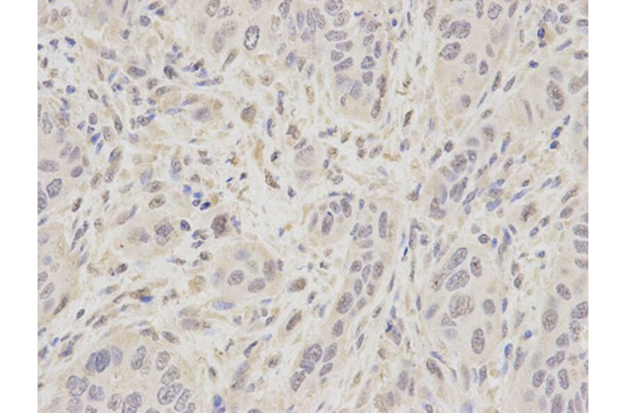 Immunohistochemistry - MCM7 Antibody from Signalway Antibody (32176) - Antibodies.com