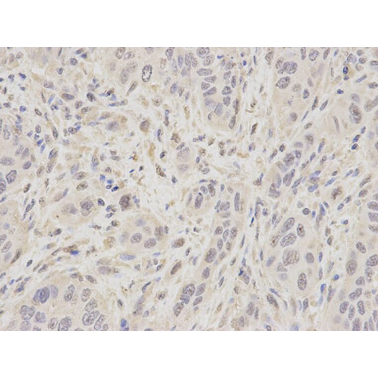 Immunohistochemistry - MCM7 Antibody from Signalway Antibody (32176) - Antibodies.com