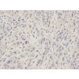 Immunohistochemistry - MCM7 Antibody from Signalway Antibody (32176) - Antibodies.com