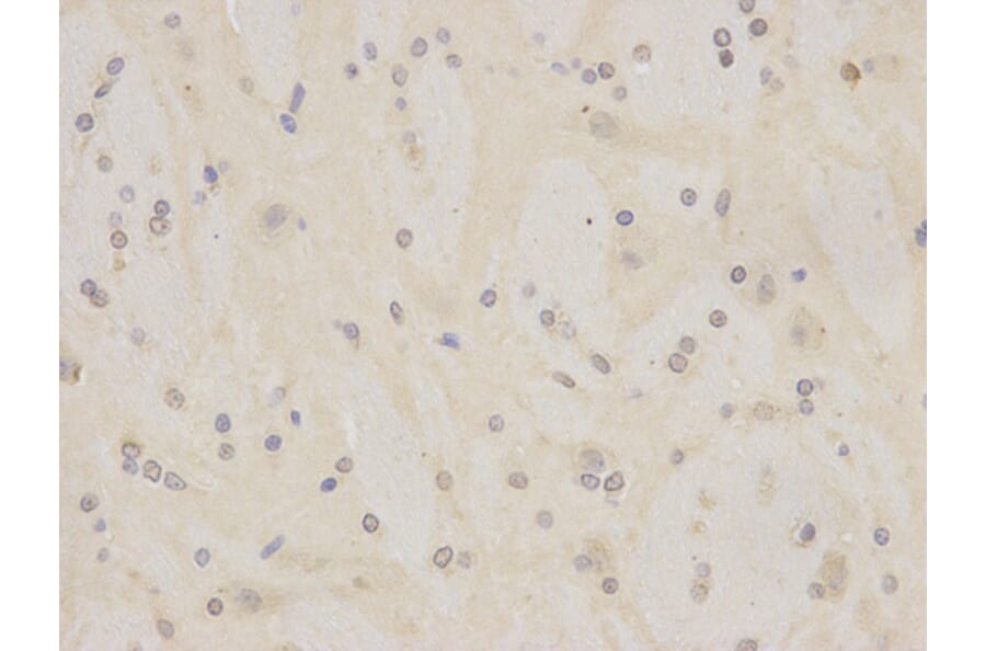 Immunohistochemistry - MCM7 Antibody from Signalway Antibody (32176) - Antibodies.com