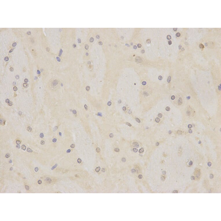 Immunohistochemistry - MCM7 Antibody from Signalway Antibody (32176) - Antibodies.com