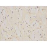 Immunohistochemistry - MCM7 Antibody from Signalway Antibody (32176) - Antibodies.com