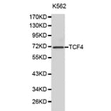 Western blot - TCF4 Antibody from Signalway Antibody (32177) - Antibodies.com