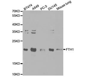 Western blot - FTH1 Antibody from Signalway Antibody (32180) - Antibodies.com