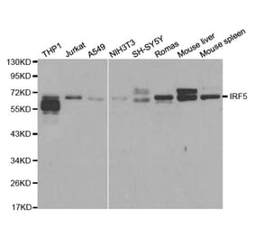 Western blot - IRF5 Antibody from Signalway Antibody (32184) - Antibodies.com