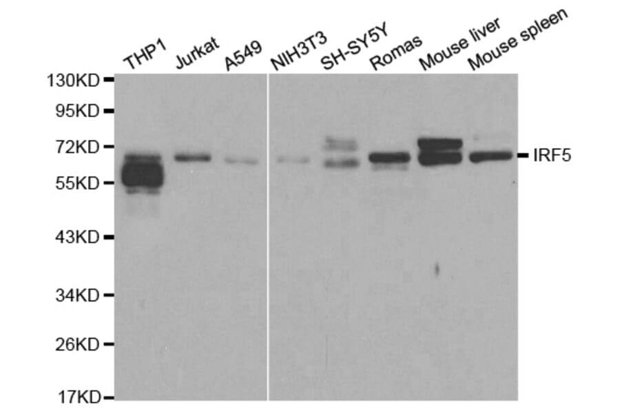 Western blot - IRF5 Antibody from Signalway Antibody (32184) - Antibodies.com