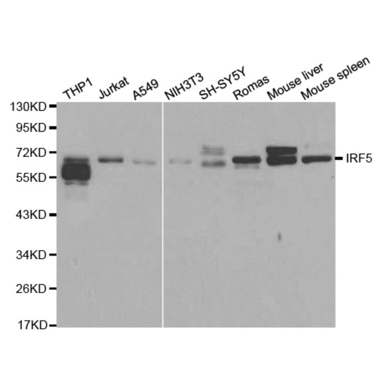 Western blot - IRF5 Antibody from Signalway Antibody (32184) - Antibodies.com