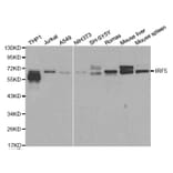 Western blot - IRF5 Antibody from Signalway Antibody (32184) - Antibodies.com