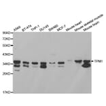 Western blot - TPM1 Antibody from Signalway Antibody (32189) - Antibodies.com