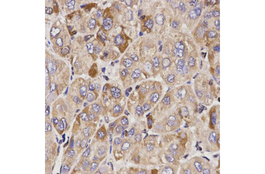 Immunohistochemistry - GAS2 Antibody from Signalway Antibody (32198) - Antibodies.com