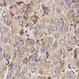 Immunohistochemistry - GAS2 Antibody from Signalway Antibody (32198) - Antibodies.com