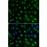 Immunofluorescence - GGA2 Antibody from Signalway Antibody (32212) - Antibodies.com