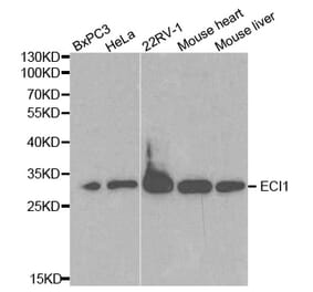 Western blot - ECI1 Antibody from Signalway Antibody (32230) - Antibodies.com