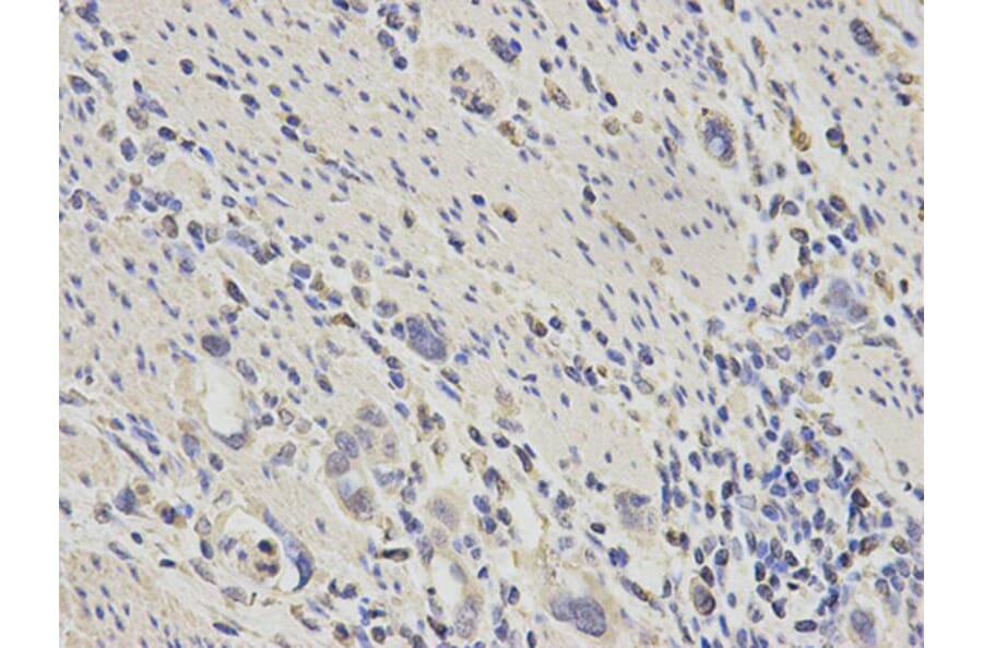 Immunohistochemistry - ECI1 Antibody from Signalway Antibody (32230) - Antibodies.com