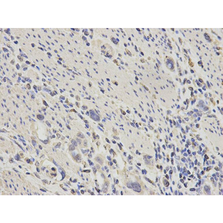 Immunohistochemistry - ECI1 Antibody from Signalway Antibody (32230) - Antibodies.com