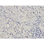 Immunohistochemistry - ECI1 Antibody from Signalway Antibody (32230) - Antibodies.com