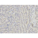 Immunohistochemistry - ECI1 Antibody from Signalway Antibody (32230) - Antibodies.com