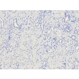 Immunohistochemistry - CST8 Antibody from Signalway Antibody (32239) - Antibodies.com