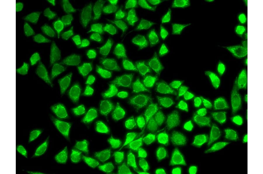 Immunofluorescence - IL7R Antibody from Signalway Antibody (32245) - Antibodies.com