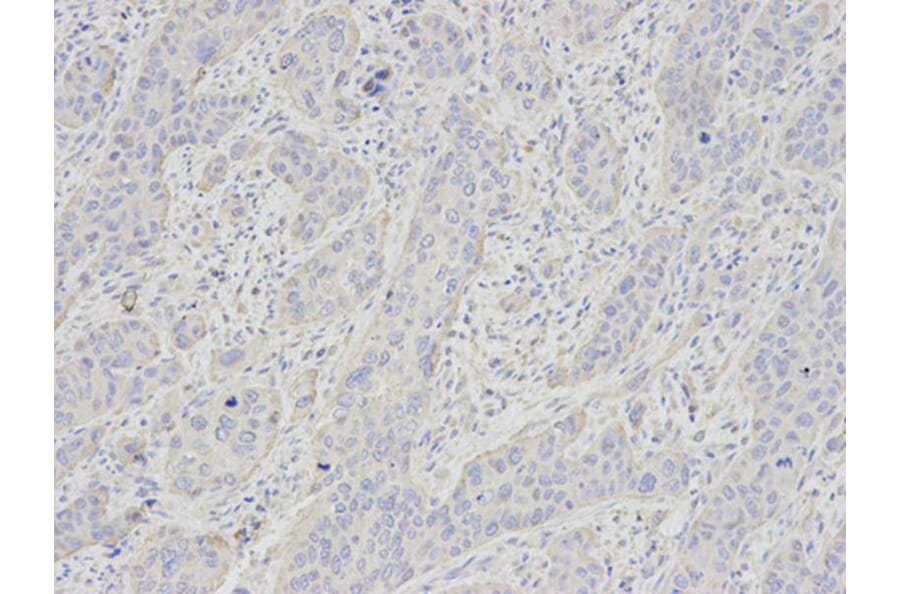 Immunohistochemistry - GYPC Antibody from Signalway Antibody (32247) - Antibodies.com