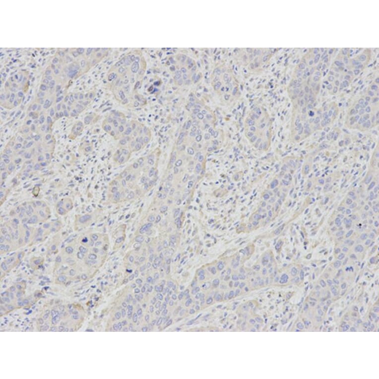 Immunohistochemistry - GYPC Antibody from Signalway Antibody (32247) - Antibodies.com