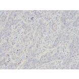 Immunohistochemistry - GYPC Antibody from Signalway Antibody (32247) - Antibodies.com