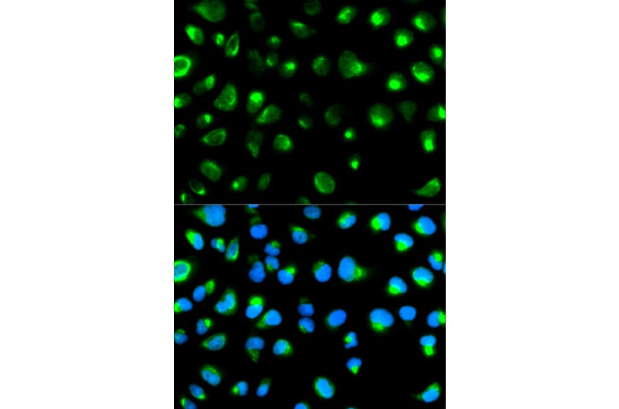 Immunofluorescence - GYPC Antibody from Signalway Antibody (32247) - Antibodies.com