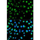 Immunofluorescence - GYPC Antibody from Signalway Antibody (32247) - Antibodies.com