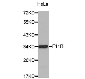 Western blot - F11R Antibody from Signalway Antibody (32252) - Antibodies.com
