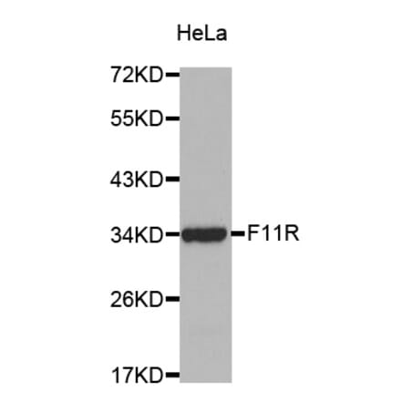 Western blot - F11R Antibody from Signalway Antibody (32252) - Antibodies.com