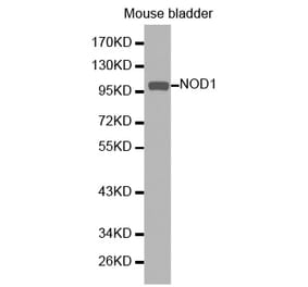 Western blot - NOD1 Antibody from Signalway Antibody (32256) - Antibodies.com
