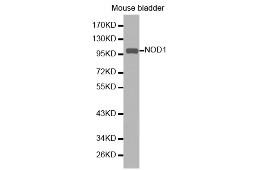Western blot - NOD1 Antibody from Signalway Antibody (32256) - Antibodies.com