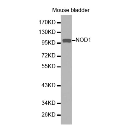 Western blot - NOD1 Antibody from Signalway Antibody (32256) - Antibodies.com