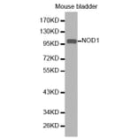 Western blot - NOD1 Antibody from Signalway Antibody (32256) - Antibodies.com