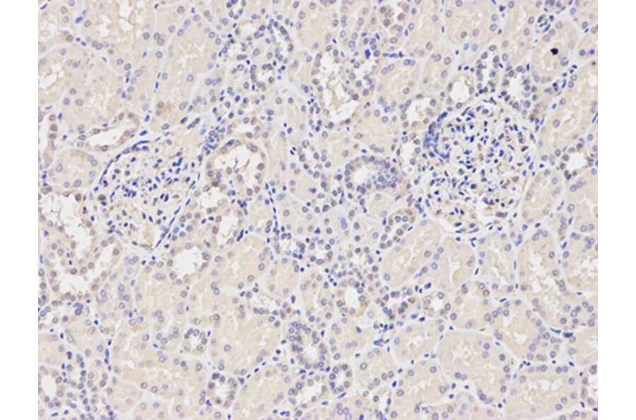 Immunohistochemistry - NOD1 Antibody from Signalway Antibody (32256) - Antibodies.com