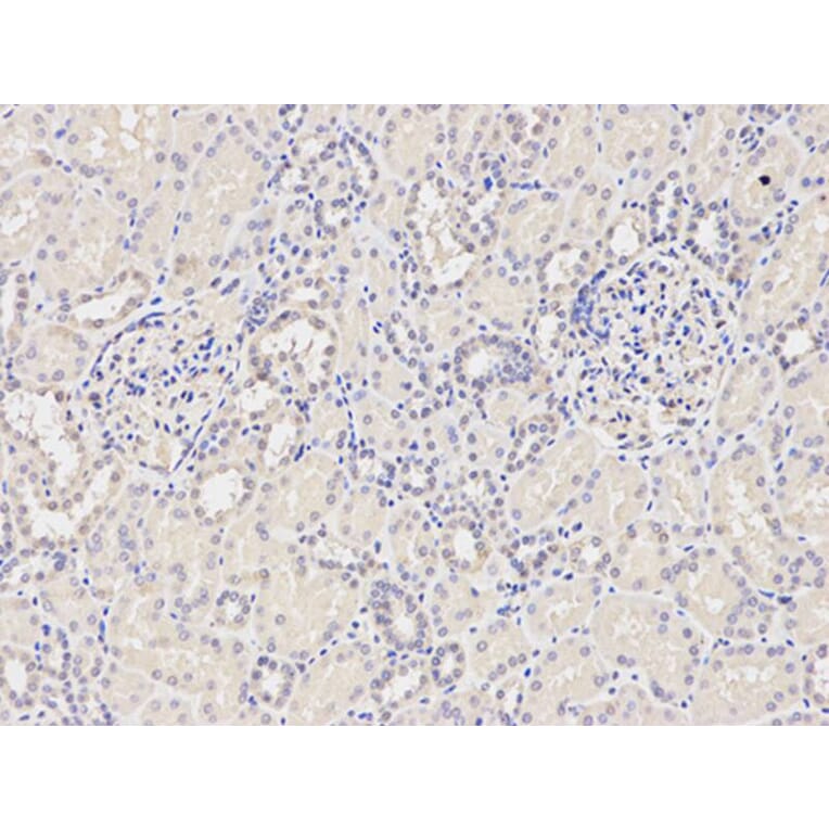 Immunohistochemistry - NOD1 Antibody from Signalway Antibody (32256) - Antibodies.com